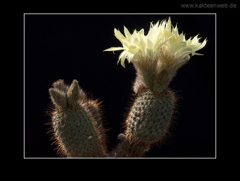 Frailea alacriportana FS 018