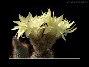 Frailea alacriportana FS 018