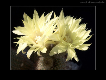 Frailea alacriportana FS 018