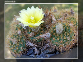Frailea chrysacantha