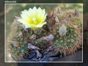 Frailea chrysacantha Frailea chrysacantha