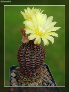 Frailea mammifera subs. angelesiae