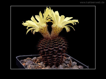 Frailea mammifera subs. angelesiae