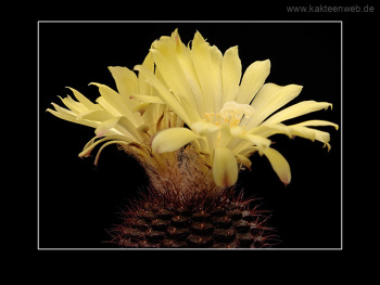 Frailea mammifera subs. angelesiae