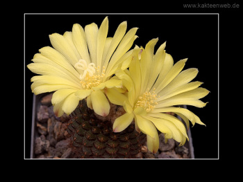 Frailea mammifera subs. angelesiae