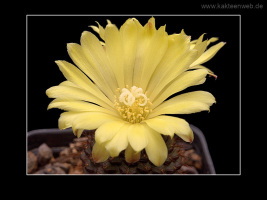 Frailea mammifera subs. angelesiae