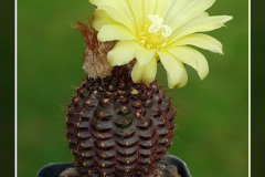 Frailea mammifera subs. angelesiae