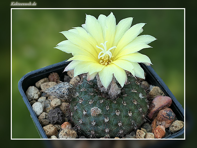 Frailea matoana