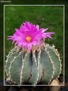 Geohintonia mexicana Geohintonia mexicana