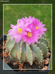 Geohintonia mexicana Geohintonia mexicana