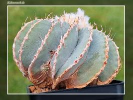 Geohintonia mexicana