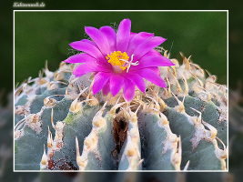 Geohintonia mexicana