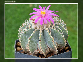 Geohintonia mexicana