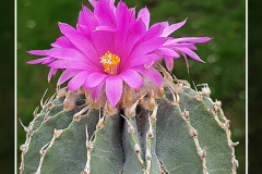 Geohintonia mexicana