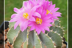 Geohintonia mexicana