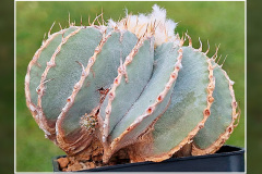 Geohintonia mexicana