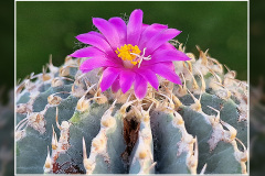 Geohintonia mexicana