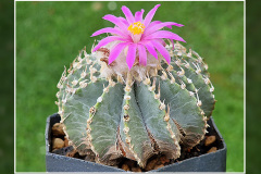 Geohintonia mexicana