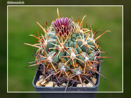 Glandulicactus mathssonii