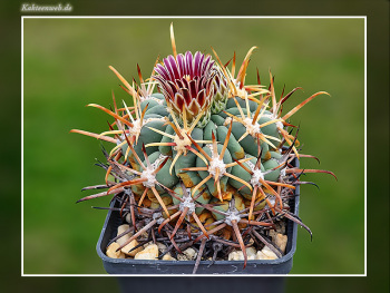 Glandulicactus mathssonii Glandulicactus mathssonii