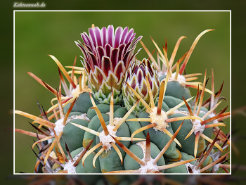 Glandulicactus mathssonii Glandulicactus mathssonii