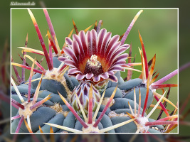 Glandulicactus mathssonii