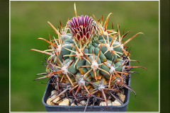 Glandulicactus mathssonii