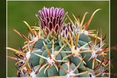 Glandulicactus mathssonii