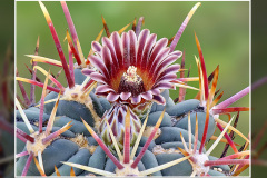 Glandulicactus mathssonii