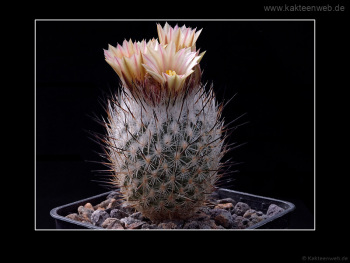 Gymnocactus subterraneus var. zaragosae
