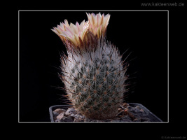 Gymnocactus subterraneus var. zaragosae