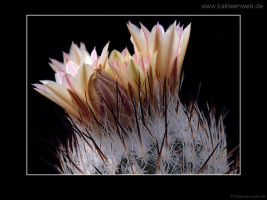 Gymnocactus subterraneus var. zaragosae