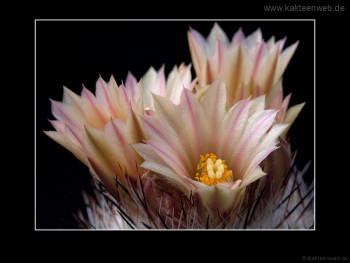 Gymnocactus subterraneus var. zaragosae