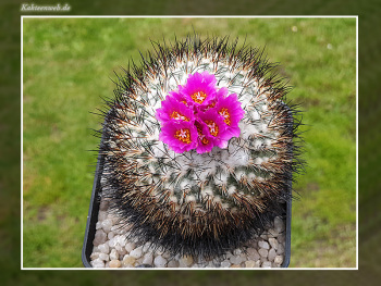 Gymnocactus viereckii