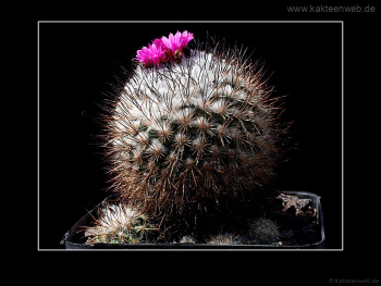 Gymnocactus viereckii