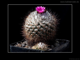 Gymnocactus viereckii