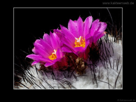 Gymnocactus viereckii