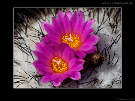 Gymnocactus viereckii