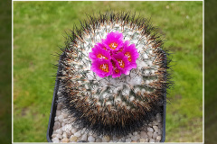 Gymnocactus viereckii