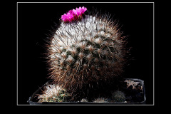 Gymnocactus viereckii