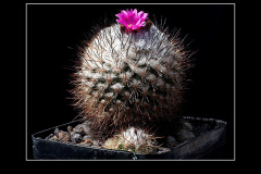 Gymnocactus viereckii
