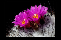 Gymnocactus viereckii