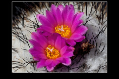 Gymnocactus viereckii