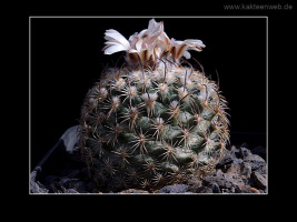 Gymnocactus ysabelae