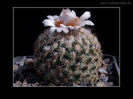 Gymnocactus ysabelae