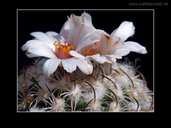 Gymnocactus ysabelae
