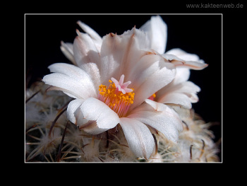 Gymnocactus ysabelae