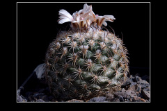 Gymnocactus ysabelae