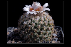 Gymnocactus ysabelae