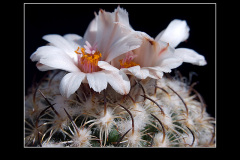 Gymnocactus ysabelae
